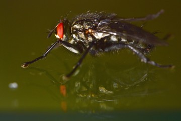 Fly with reflection on green glass