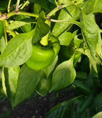 Green Bell Pepper Plant