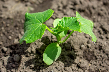 Young cucumber plant in garden.