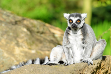 Obraz premium Portrait of a ring-tailed lemur (Lemur catta)
