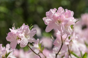 Obraz na płótnie Canvas pink rhododendron in spring