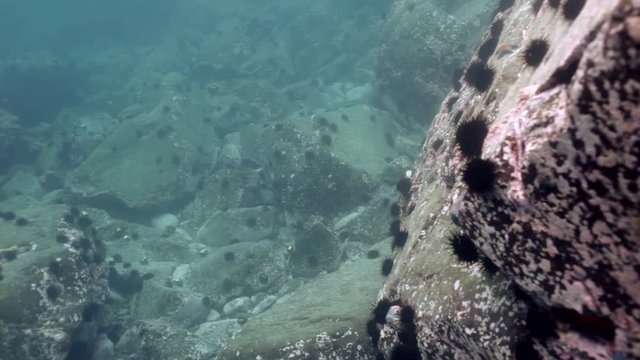 Baby Harbor gray spotted seal largha swims among underwater rocks in Japan Sea and pose for  video camera underwater. Amazing underwater world and the inhabitants, fish, stars, octopuses.