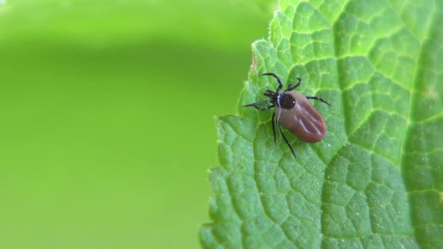 Zecke, Ixodida, auf einem Blatt