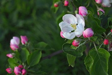 apple tree flowers