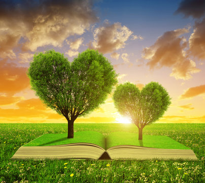Book with a trees in the shape of heart on meadow at sunset.