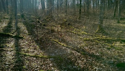 Wald
