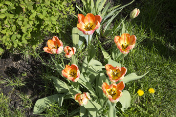 tulips and flower bed on the lawn