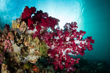 Fototapeta na wymiar Brilliant Soft Corals and Sunlight