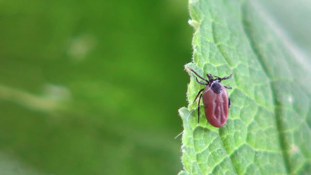 Zecke, Ixodida, auf einem Blatt