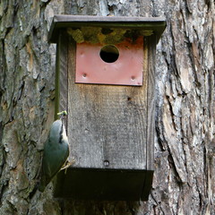 in front of its nest