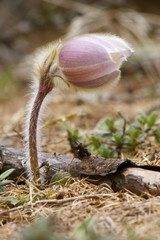 Pulsatilla vernalis