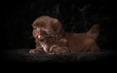 Search Photos Petit Chien