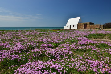Fototapeta na wymiar Marie Best, Jersey, U.K. Uninhabited 19th century Napoleonic Wars guardhouse coast side surrounded by Spring pink thrift flower.