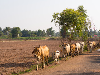 Obraz premium Crowd cow walking in a row on the country road