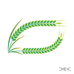 Rice,Green Rice,Vector illustration