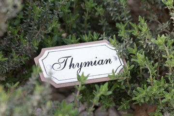 Kräutergarten. Thymian Schild zwischen den Thymian Büschen