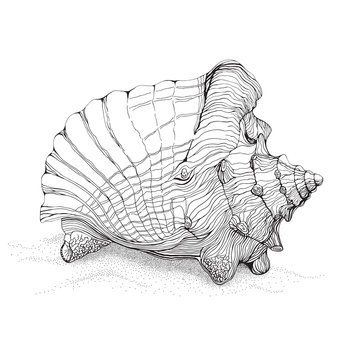 Decorative pen and ink style drawing of big conch shell on sand