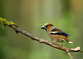 Hawfinch  (Coccothraustes coccothraustes) on a dry branch