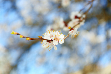 Blooming tree branch, close up