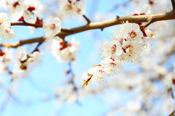 Blooming tree branch, close up