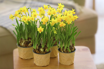 Beautiful narcissus on the table on sofa background