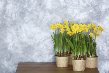 Beautiful narcissus on the table on wall background