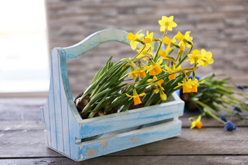 Beautiful narcissus in crate on the table
