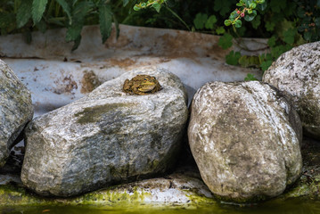 Frog on a rock