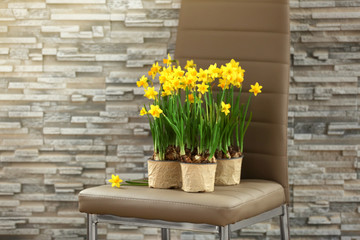 Blooming narcissus flowers on brick wall background