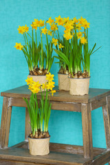 Blooming narcissus flowers on blue wall background