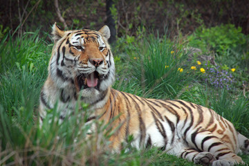 Fototapeta na wymiar tiger