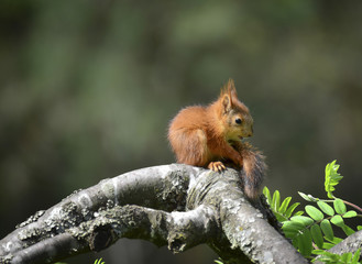 Squirrel baby sitting on tree and looking her own tail 