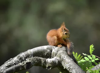 Fototapeten Eichhörnchenbaby sitzt auf Baum und schaut ihren eigenen Schwanz © citikka