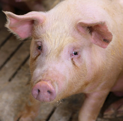 snout of the pig in the pigsty on the farm
