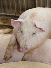 fat and big pig leaning over the back of another pig in the bree