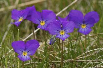 Fototapeta premium Violette