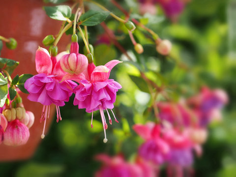 Pink fuchsia flowers in garden