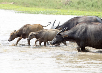 Fototapeta na wymiar water buffalo or domestic Asian water buffalo (Bubalus bubalis),