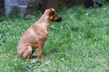 Dog in nature