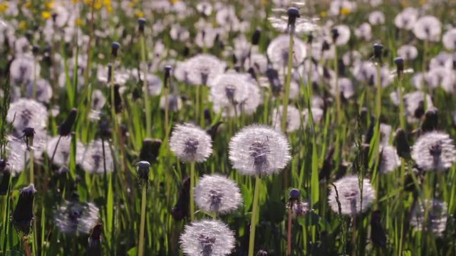 Pusteblumen wiese vom Winde verweht
