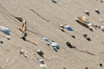 See shells and sand as background, summer beach