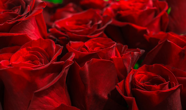 beautiful red roses close-up