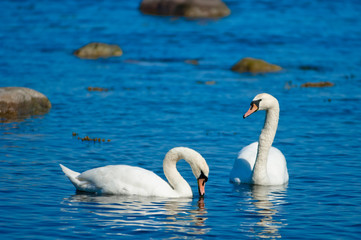 Couple of white swans