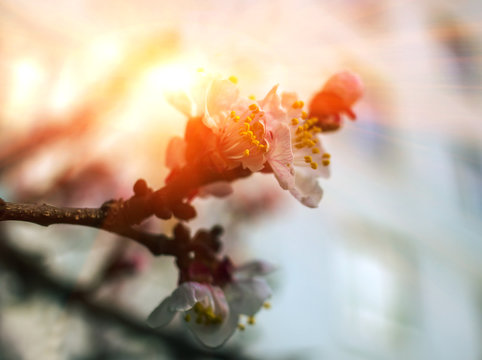  Spring flowering trees at sunset.