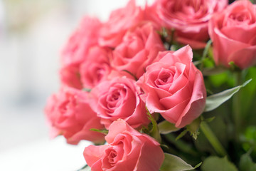 pink Roses / pink roses over a bright background