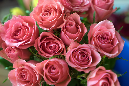 pink Roses / pink roses over a bright background