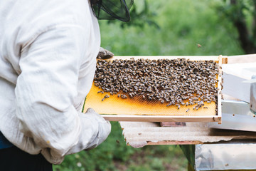 Beekeeper working with bees in beehive. Selective focus and small depth of field.