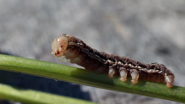 Caterpillar on Plant Stem. Ago caterpillar crawling along the stem of the plant. The caterpillar goes through many feet 
