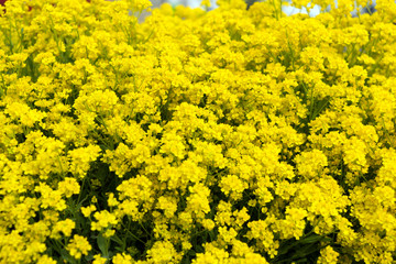 Felsenstein herb / beautiful yellow Felsenstein herb