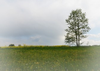 Einsamer Baum an der Wildblumenwiese unter wolkenverhangenem Himmel